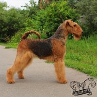SHER TENDERNESS OF ME AMOUR - SHER TENDERNESS OF ME AMOUR 
International Champion, Junior Champion of Russia, National Airedale Terrier Club of Russia; Champion of Russia, Belorussia, Kirgizstan, Uzbekistan, National Airedale Terrier Club of Russia, RKF, 4*CACIB.Рожд. 08.12.2019 (о. Int. Ch. Windancer Newton for Sher for Sher &amp;amp; м. Int. Ch. Sher Tamako Cute) Владелец: Михеева Надежда (г. Москва)